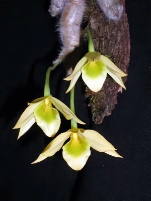 Bild von Dendrobium senile 3